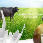 Buffalo Milk Good For Health