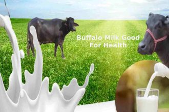 Buffalo Milk Good For Health