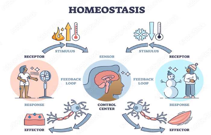 Homeostasis Write For Us 