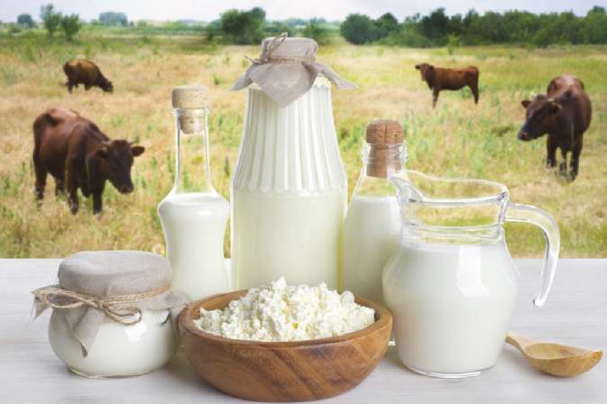 Wellhealthorganic.Com : Buffalo Milk Good For Health